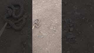 Укус змеи Змея Поучительное видео - Как нельзя делать
