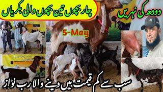 Rab Nawaz goat farm visit gulabi kamori teddy pateri latest update 5-May-2024 bakra mandi 