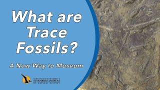 What are Trace Fossils?  A New Way to Museum