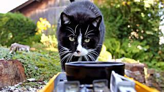 The Treat Train - Cat and Garden Railway 