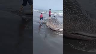 IKAN HIU TERDAMPAR DI PANTAI LUMAJANG JADI TONTONAN