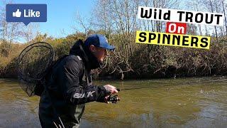 Small River Wild TROUT Fishing with Spinners