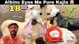 Pehle Bar Pure Kajla Dumba Albino Eyes Me   Rashid Goat Farn Ki Outclass Collection 