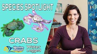 Picking the Right Crabs for Your Aquarium Species Spotlight with Hilary
