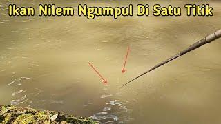 Mantap Mancing Nilem Di Sungai Ikan Nilem Ngumpul Di Satu Titik