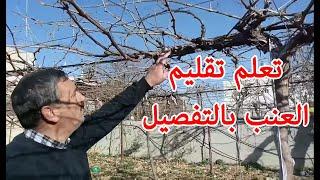 بالتفصيل  تعلم أفضل طريقة لتقليم العنب على النظام الكردوني Cordon Grape vine pruning