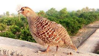 desi female ki Awaz dakhni teetar Irani teetar sound grey francolin voice female 2022  keep bringing