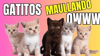  Sonido de Gatitos  bebes  Maullando  super tiernos