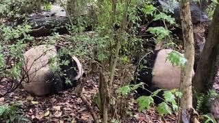 How the giant panda hides from the rain