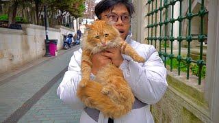 BERBURU KUCING JALANAN DI TURKI - Sejarah Asal Muasal Kucing Anggora