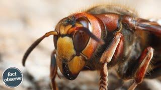 Deadly Insects That CAN Kill You