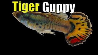 Yellow Tiger Guppies A Splash of Sunshine in Your Aquarium