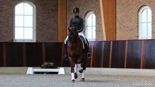Grand Prix Stallion for sale in NL successful GP dressage horse for sale *2009 by Vivaldi