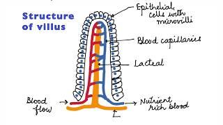 HUMAN PHYSIOLOGY DIGESTION AND ABSORPTION VILLI MICROVILLI AND STRUCTURE OF VILLUS ISCCBSE 11