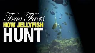 True Facts How Jellyfish Hunt