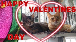 Happy Valentines Day From  CatsLifePH ️