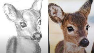 Capturing Cuteness How to Draw and Sketch a Charming Deer  How to draw a deer