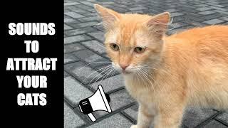 Cat Sounds to Attract Cats #21