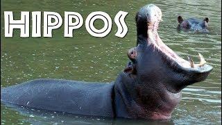 All About Hippos for Kids Hippopotamus for Children - FreeSchool