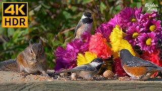 Cat TV for Cats to Watch ️ Carnations mother birds chipmunks and squirrels  8 Hours4K HDR