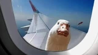 1hr of Goose looking into plane with low quality funky town