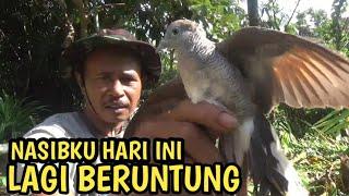 mikat burung perkutut hari ini sangkat beruntung dan bersukur