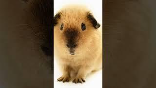 5 Things You Didnt Know About Guinea Pigs #shorts