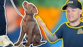 HOW TEACH ANY PUPPY TO WALK NICELY ON LEASH