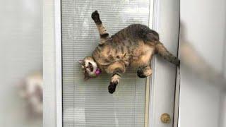 FUNNIEST CAT & DOG reactions to doors - LAUGH NOW
