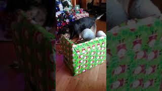 This Dog Loves Presents