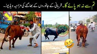 Qurbani Animals Funny Moments 2024   funny qurbani animalsfunny animals