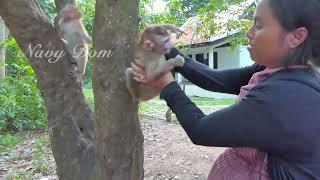 Mom KT take new abandoned sleep on tree but he cry reject cuz he dont know how to sleep on tree