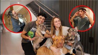 OUR BABIES MADE IT TO LA Reuniting with the pups + Antonios first time seeing the house