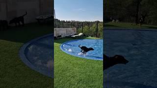 Giving Stray Dogs Best Day of Their Life #rescuedog #dogplaying #poolfordogs #LoveFurryFriends