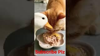 Funny Videos Cat And Duck Amazing Funny Video না দেখলে মিস