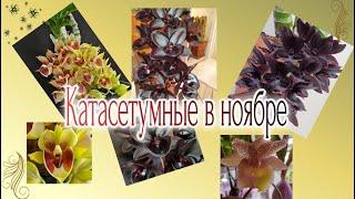 Орхидеи Катасетумные Ноябрь 2022