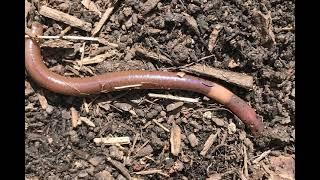 The Invasive Jumping Worm in Ontario