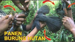 PANEN BURUNG LIAR dengan menggunakan jaring PART I