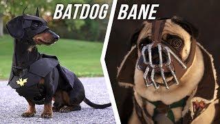 Ep #6 BATDOG vs. BANE - Cute Dachshund & Pug in Funny Dog Video