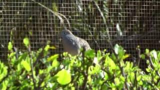 Zebra dove-soundsHawaii Big Island..