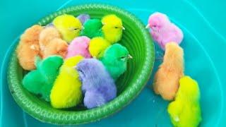 Lucu banget... anak ayam imut warna warni anak ayam rainbow anak ayam pelangi ayam baskom