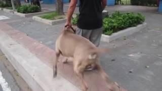 Mother cat attacks dog to protect her kitten