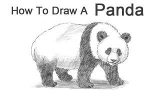 How to Draw a Panda