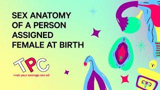 Sex Anatomy of a Person Assigned Female at Birth  TPC Series