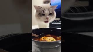 BAD CATS #cats #funnyanimals #funnycat #shortsvideo