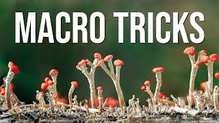 Macro tricks in the forest Easy lighting focus and composition tips