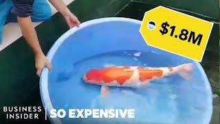 Why Koi Fish Are So Expensive  So Expensive