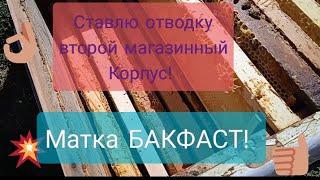 Матка БАКФАСТ Ставлю отводку второй магазины корпус