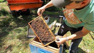 Setting Up New Bee Hives - Honey Bees For Farm  Starting Old Byrd Farm Apiary  HONEY IM HOME