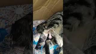 Menyaksikan Kucing Sedang Lahiran